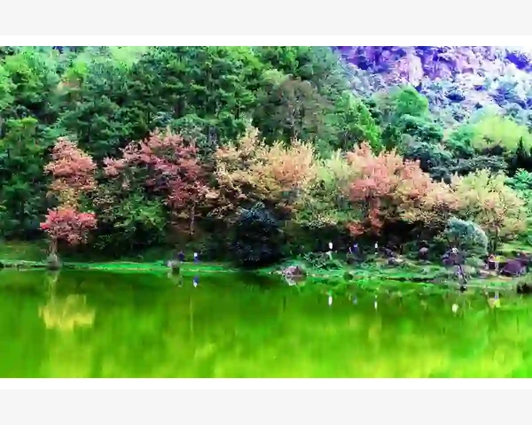 新手用MT4电脑版老点错按钮这事真不怪你_先搞懂追踪止损到底藏在哪