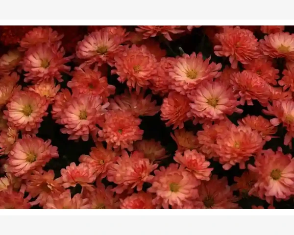 智能甲硫醚传感器精准监测与维护技巧_季节性调整与突发故障应对